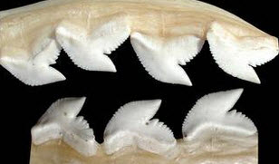 Galeocerdo cuvier_07.jpg